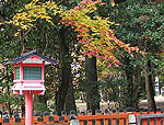 鷺森神社の紅葉