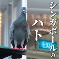 同人誌　シンガポールのハト　藤村阿智