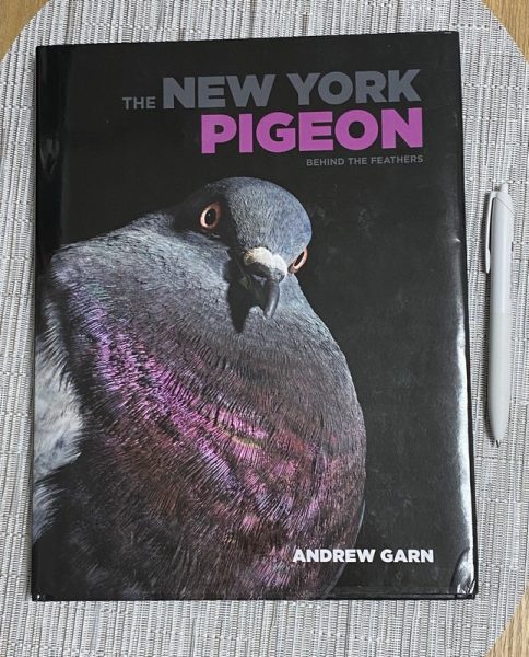 11newyorkpigeon